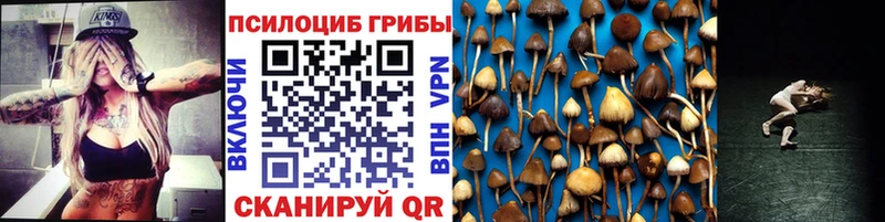 Купить где  Грайворон  Псилоцибиновые грибы Cubensis 